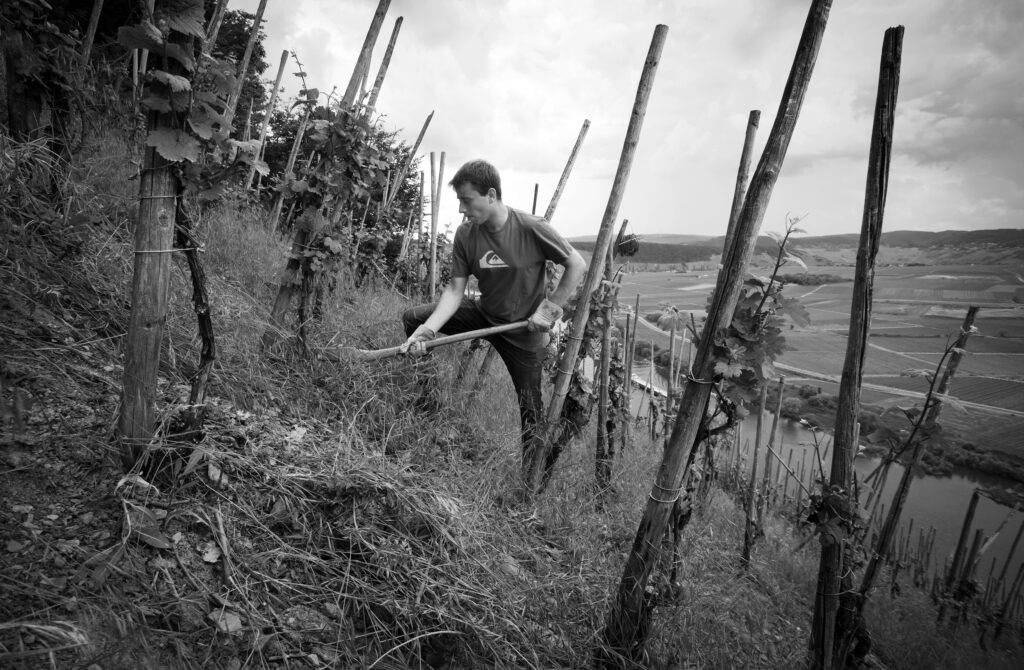 B&W Ludes working vineyard